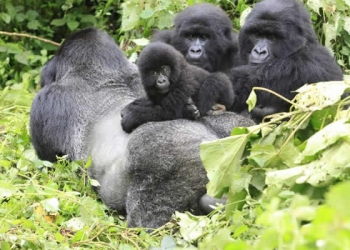 Special Offers for Gorilla Permits in Rwanda. 